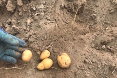 Rübenzwerge bei der Kartoffelernte