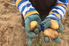 Rübenzwerge bei der Kartoffelernte
