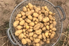Rübenzwerge bei der Kartoffelernte